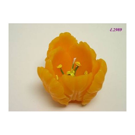 2989 Svíčka tulipán